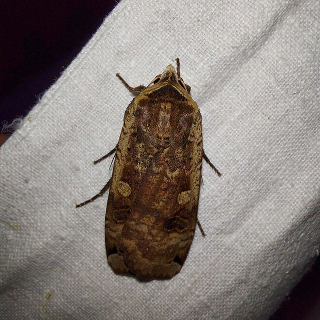 Noctua pronuba - nagy sárgafűbagoly