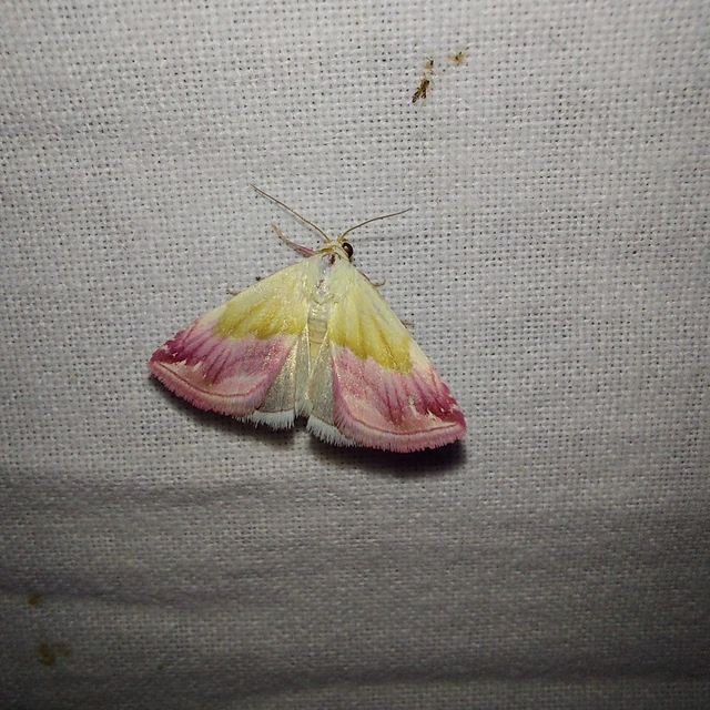 Eublemma purpurina - bíboros törpebagoly