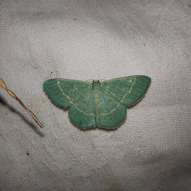 Chlorissa cloraria - sárgászöld araszoló