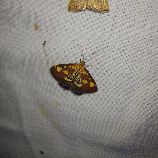 Pyrausta purpuralis - közönséges bíbormoly