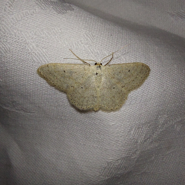 Scopula incanata - hamvas sávosaraszoló
