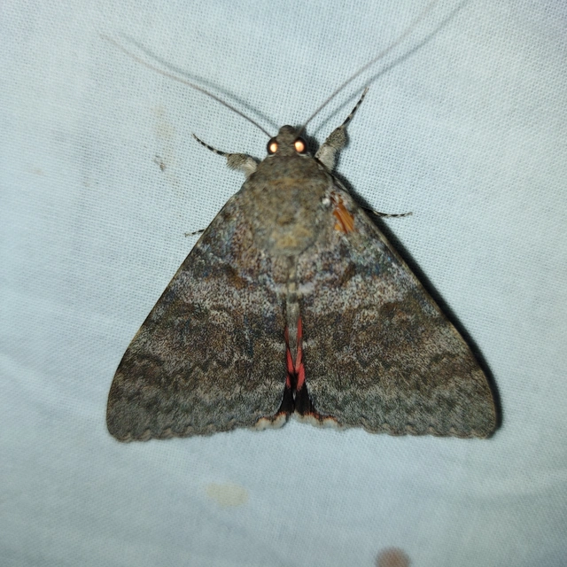 Catocala elocata - közönséges övesbagoly