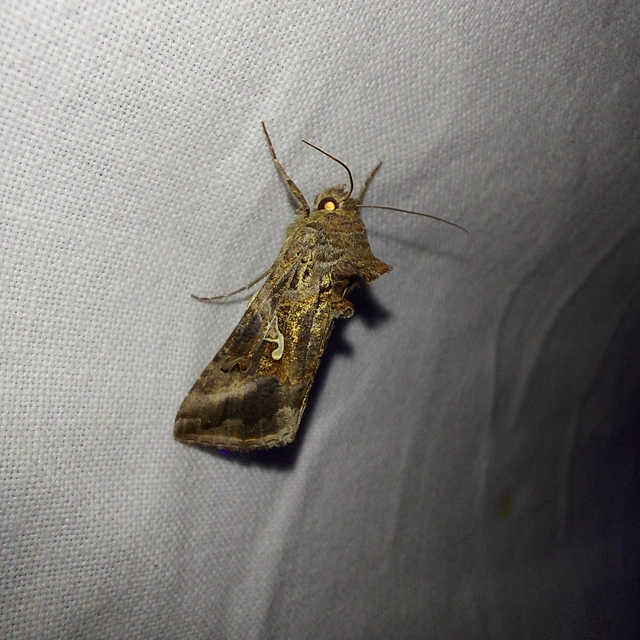 Autographa gamma - gammalepke