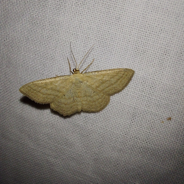 Scopula virgulata - vesszős sávosaraszoló