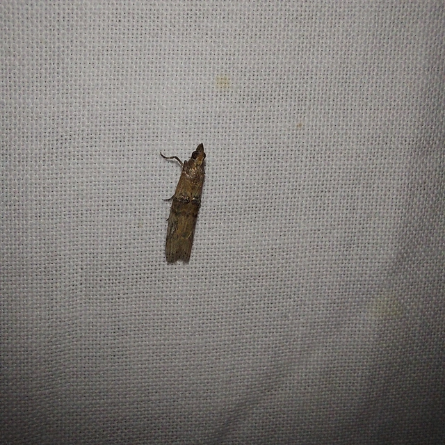 Nephopterix angustella - kecskerágó-karcsúmoly