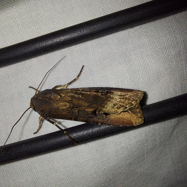 Agrotis ipsilon - nagy földibagoly