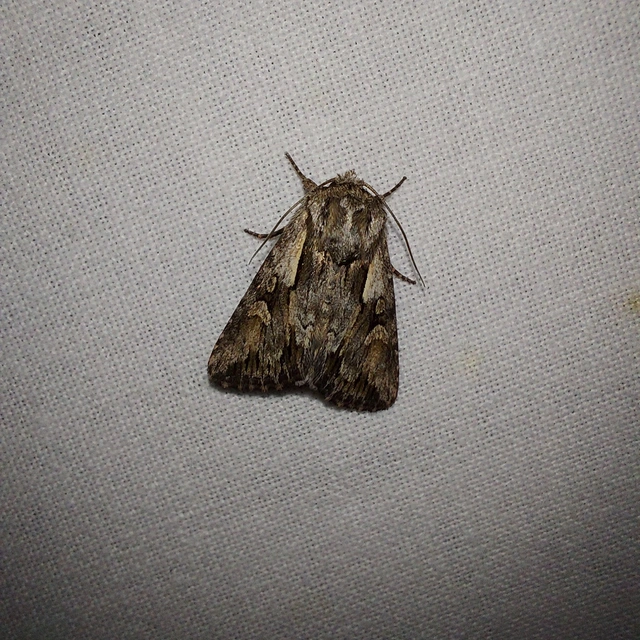 Chloantha hyperici - orbáncfű-sugarasbagoly