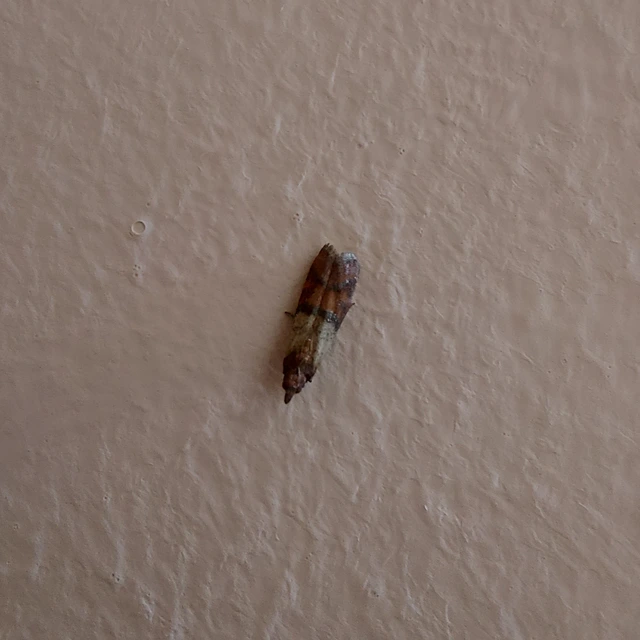 Plodia interpunctella - aszalványmoly