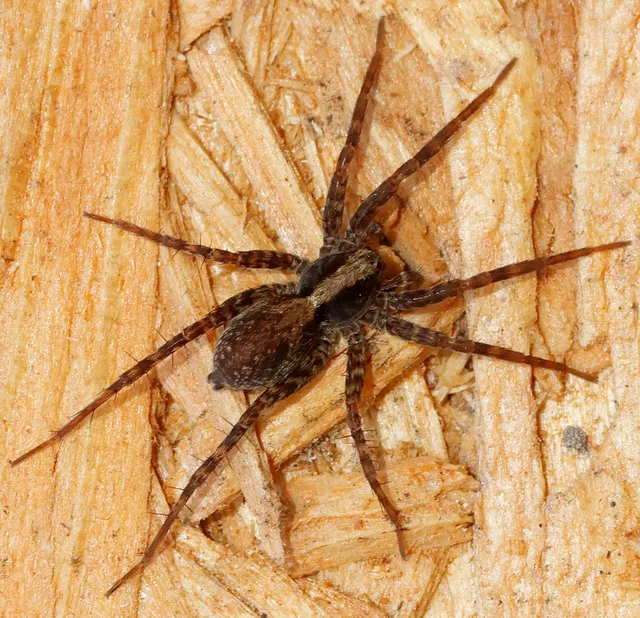 Pardosa alacris/lugubris