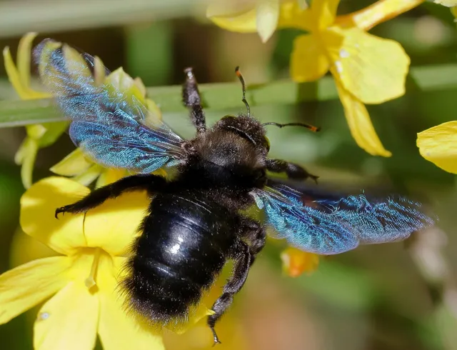 Xylocopa violacea - kék fadongó