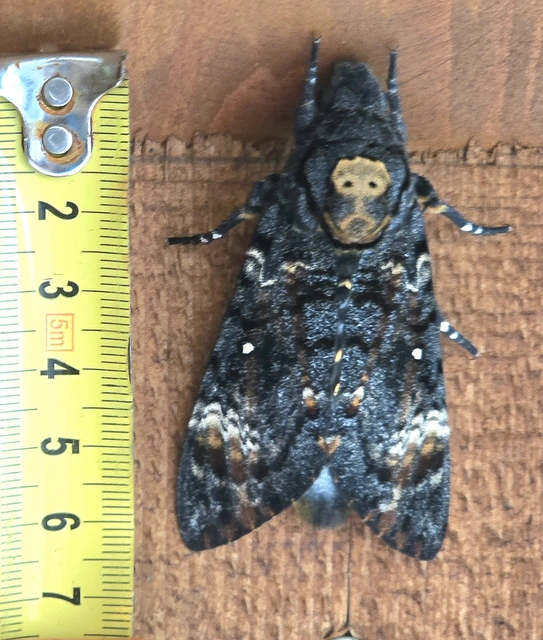 Acherontia atropos - halálfejes lepke