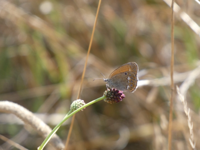 Coenonympha glycerion - közönséges szénalepke