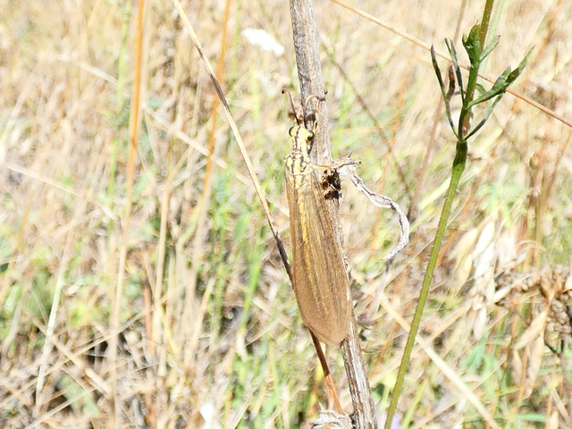 Myrmecaelurus trigrammus - hangyafarkas
