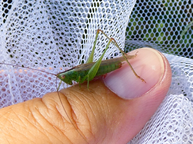 Conocephalus fuscus - kis kúpfejűszöcske