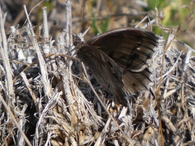 Hipparchia statilinus - homoki szemeslepke