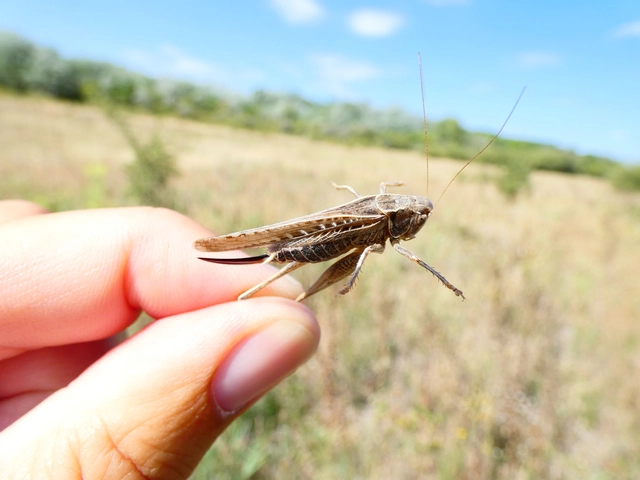 Platycleis affinis - púposhasú rétiszöcske