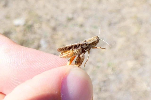 Calliptamus barbarus - homoki olaszsáska