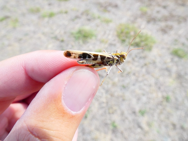Oedaleus decorus - szalagos sáska