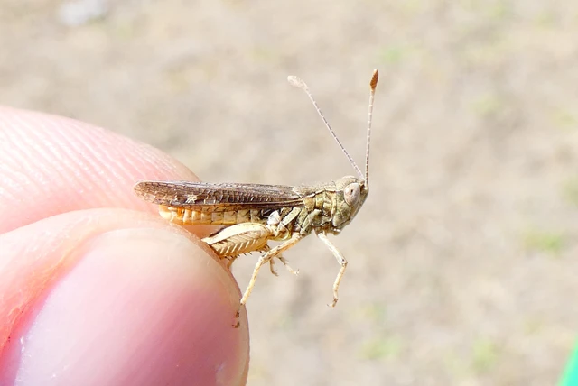 Myrmeleotettix antennatus - homoki bunkóscsápúsáska