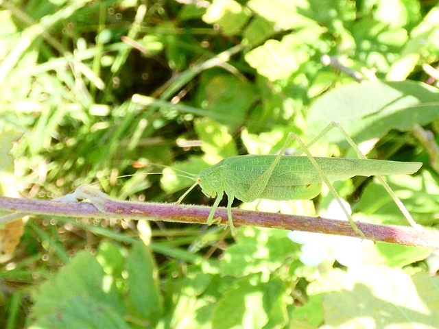 Phaneroptera nana - pontozott repülőszöcske