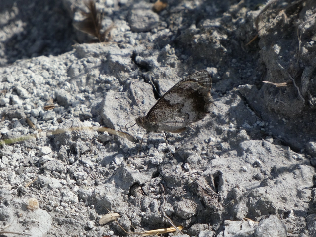 Hipparchia statilinus - homoki szemeslepke