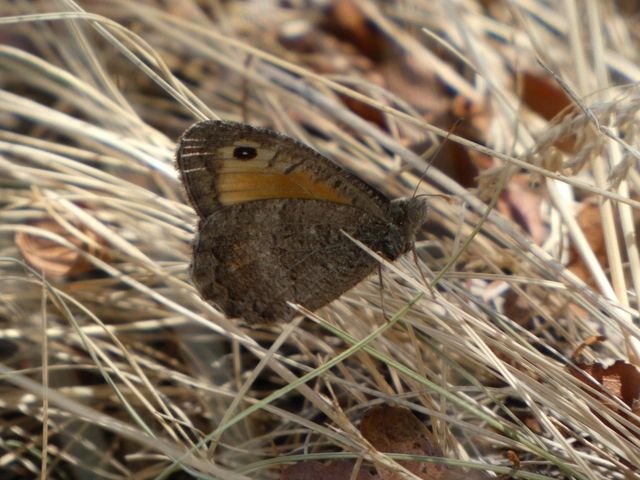 Arethusana arethusa - közönséges szemeslepke