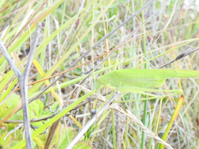 Phaneroptera falcata - zöld repülőszöcske Phaneroptera falcata - zöld repülőszöcske