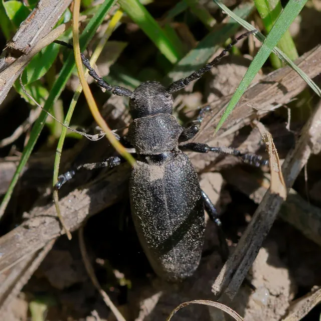 Dorcadion aethiops - fekete gyalogcincér