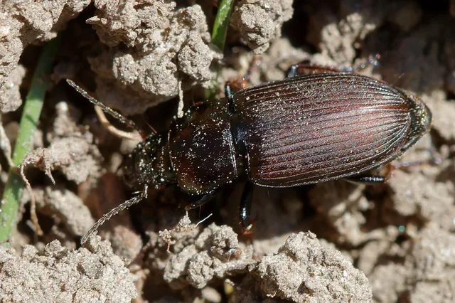 Harpalus distinguendus - mezei lomhafutó