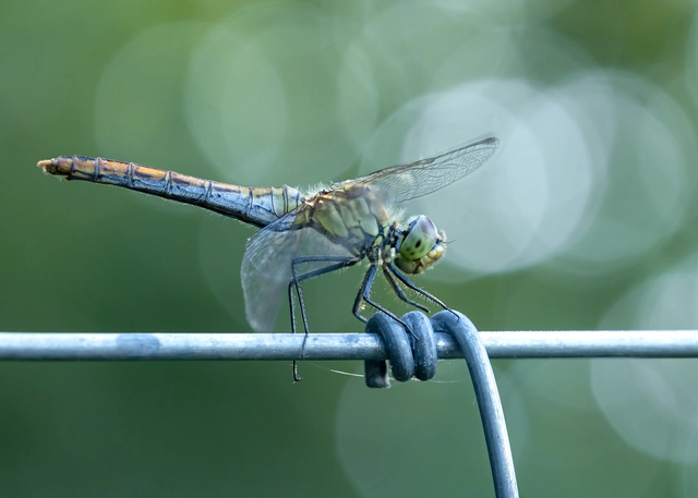 Sympetrum sanguineum - vörös katona-szitakötő