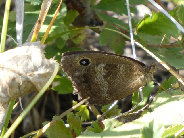 Minois dryas - fekete szemeslepke