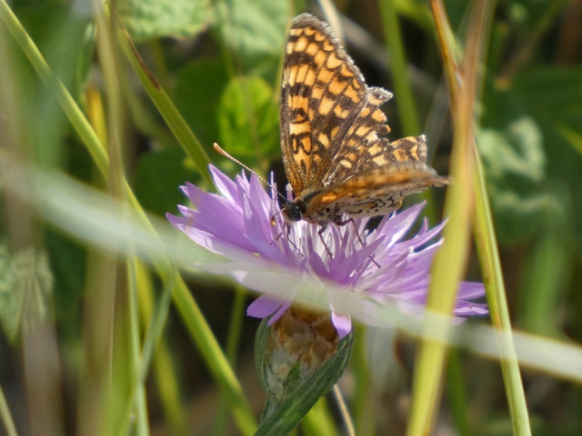 Melitaea phoebe - nagy tarkalepke