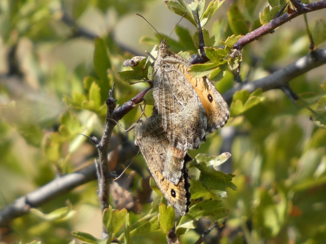 Arethusana arethusa - közönséges szemeslepke