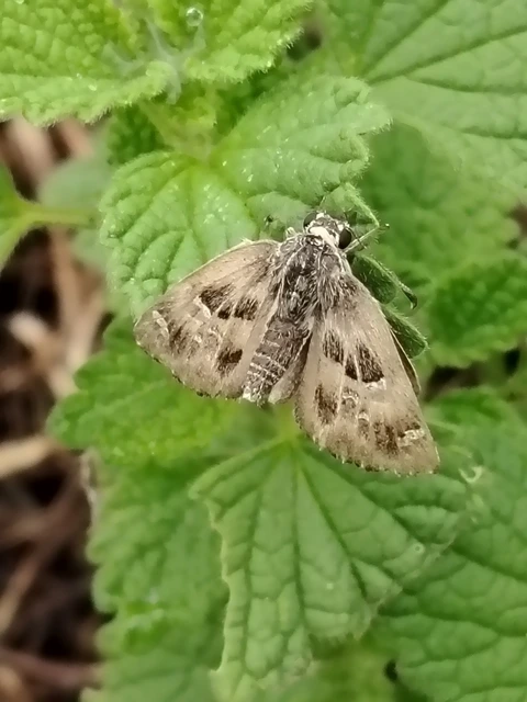 Carcharodus alceae - mályva-busalepke