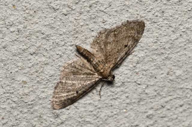 Eupithecia virgaureata - aranyvessző-törpearaszoló