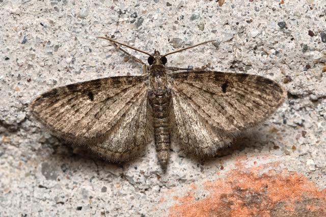 Eupithecia virgaureata - aranyvessző-törpearaszoló