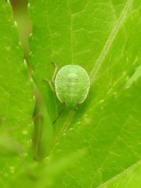Palomena Palomena