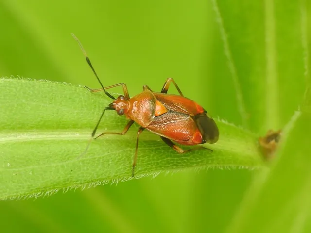 Deraeocoris