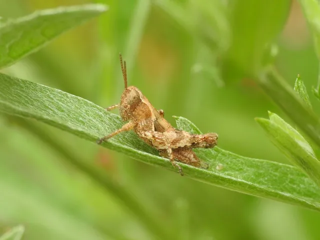 Pezotettix giornae - kis hegyisáska
