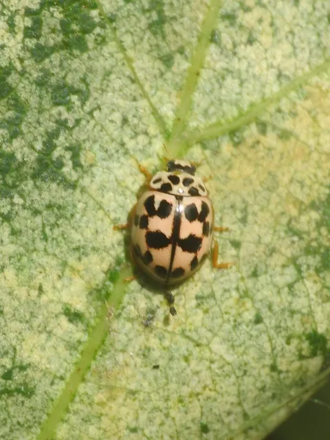 Oenopia conglobata - rózsás katica