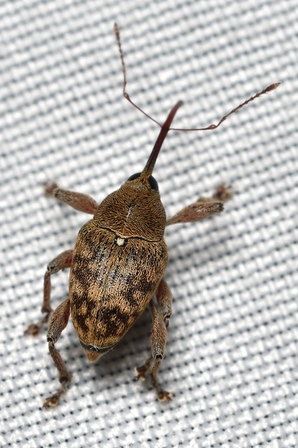Curculio glandium - tölgymakkzsuzsóka