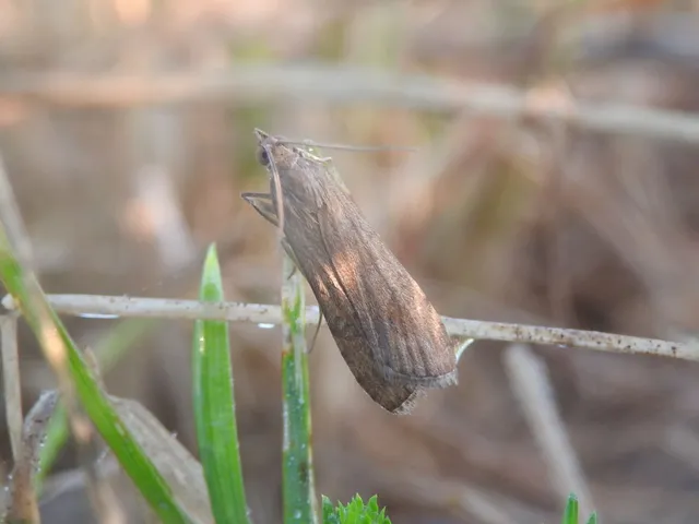 Nomophila noctuella - közönséges vándormoly