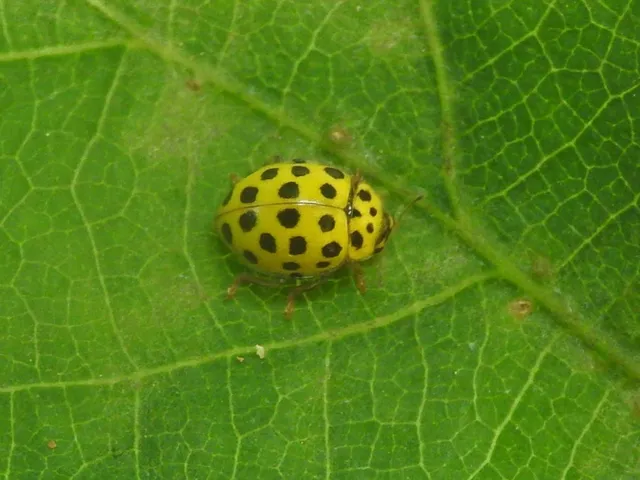 Psyllobora vigintiduopunctata - huszonkétpettyes katica