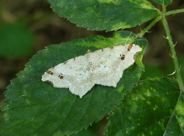 Macaria alternata - közönséges szürkearaszoló
