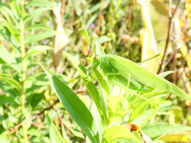Phaneroptera nana - pontozott repülőszöcske