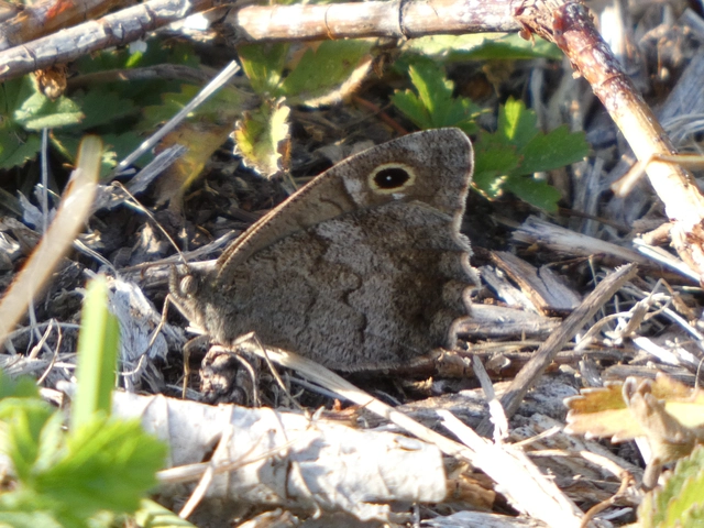 Hipparchia statilinus - homoki szemeslepke