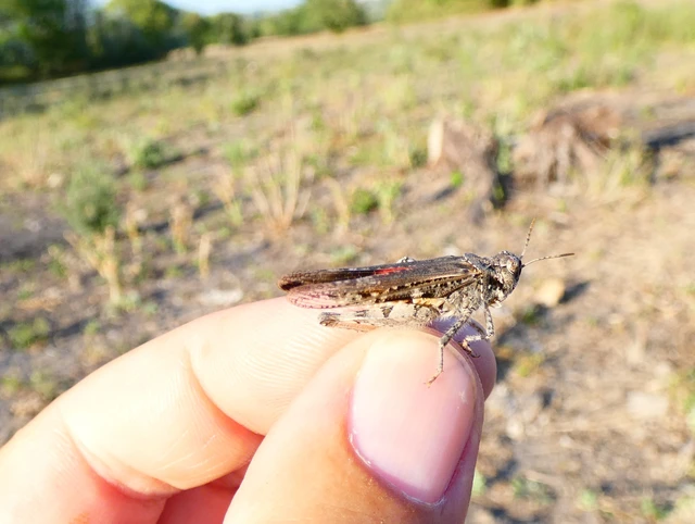 Acrotylus insubricus - önbeásósáska