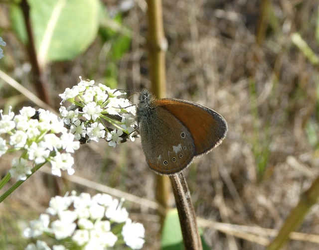 Coenonympha glycerion - közönséges szénalepke