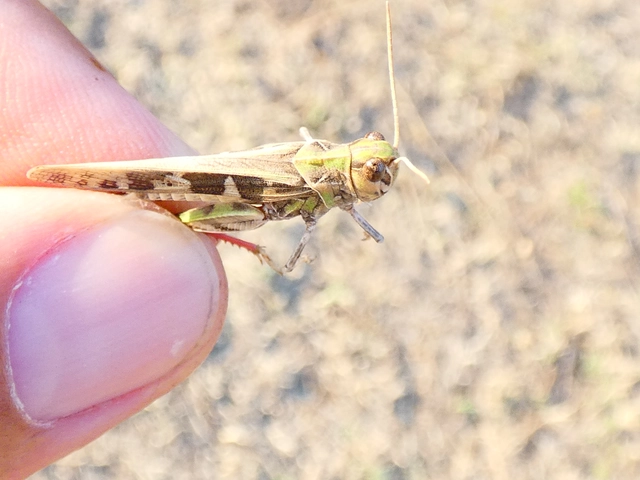 Oedaleus decorus - szalagos sáska