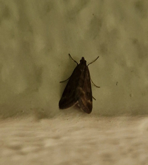 Pyrausta despicata - réti bíbormoly